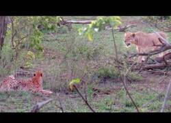 Enlace a Una leona le roba a cinco guepardos un impala que acababan de cazar