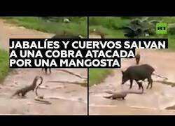 Enlace a Jabalíes y cuervos defienden a una cobra del ataque de una mangosta