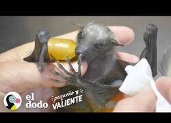 Enlace a Así es cuidar de un murciélago bebé