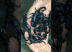Enlace a Agarrando decenas de escorpiones con las manos