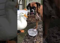 Enlace a Un pato y un perro pelean al compartir un cuenco de agua