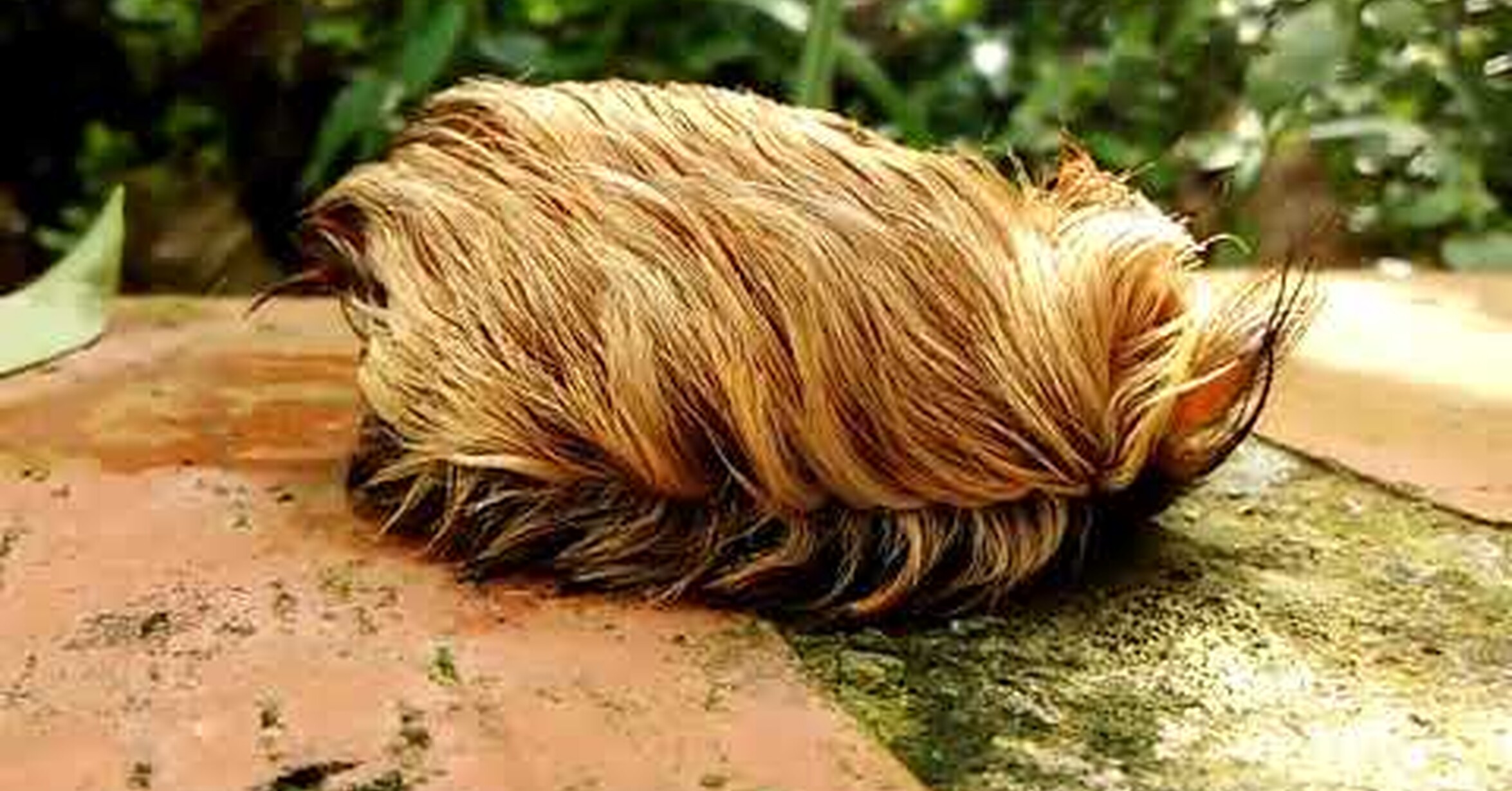 ¡No tengo tele! / Cuando llevas 2 meses sin lavar el peluquín (En