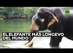 Enlace a El elefante más viejo del mundo reclama su Record Guiness