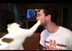 Enlace a Un gato abofetea a su dueño al intentar darle un beso