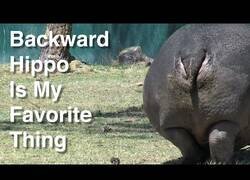 Enlace a El divertido animal que sería el culo de un hipopótamo inverso