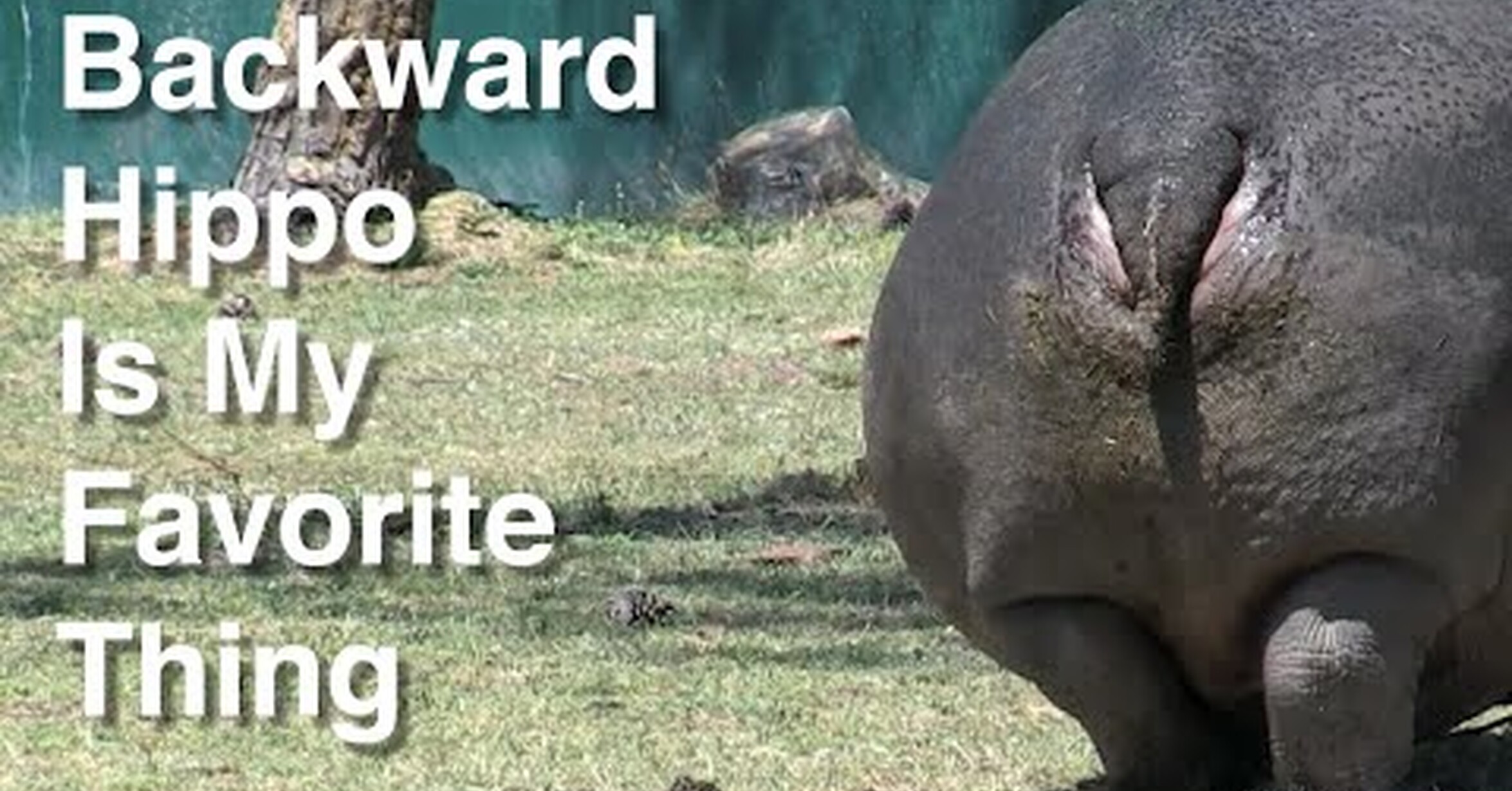 Are you a hippo. Are you a hippo. Are you a hippo. Hippo can run. Какого цвета бегемот.