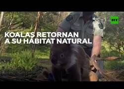 Enlace a Koalas rescatados de los incendios forestales en Australia son devueltos a su hábitat natural