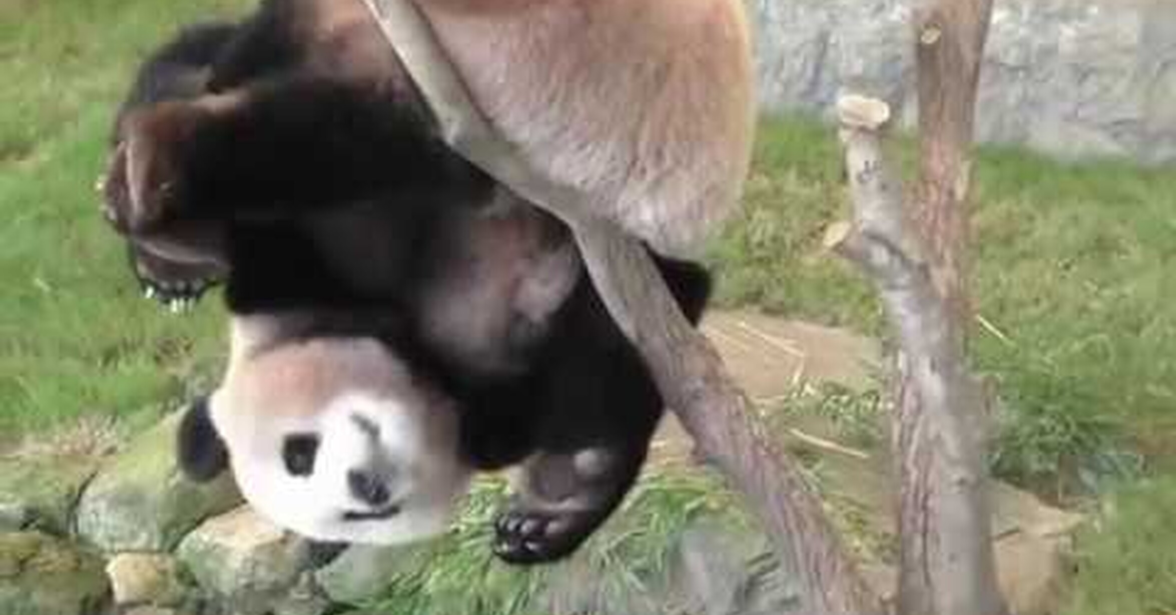 Безопасность детей панд