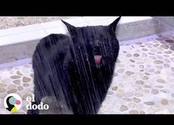 Enlace a El gato ciego al que le encanta ducharse