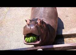 Enlace a Tan solo un hipopótamo comiéndose una sandía