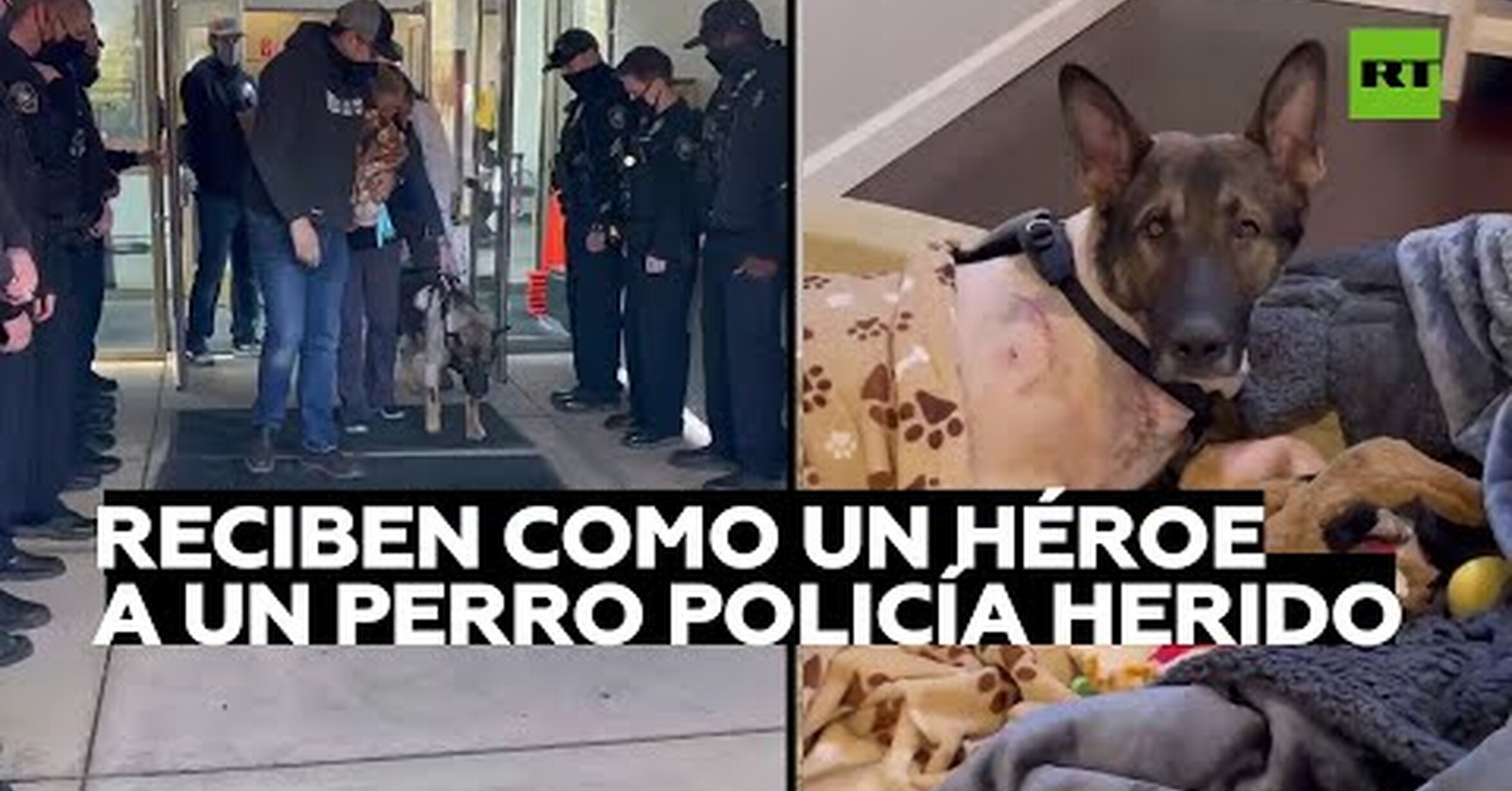 Es Legal Tener Un Cuervo En España