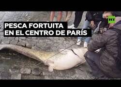 Enlace a Sacan del río Sena un enorme bagre en pleno centro de París