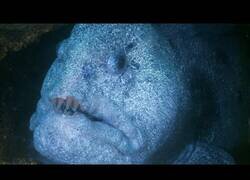 Enlace a Descubrimiento una extraña criatura marina, la Anguila Lobo