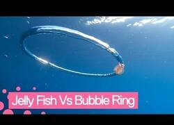Enlace a Una medusa queda atrapada en un anillo de burbuja