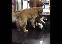 Enlace a Un perros se lleva a un gato para evitar que se pelee con otro gato