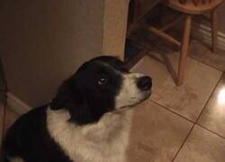 Enlace a Un perro aprendiendo a saludar