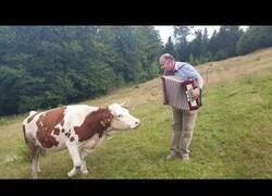 ¡Cuánta razón! / LA VACA QUE RÍE