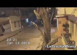 Enlace a Ladrones se paran a robar y terminan siendo robados