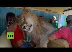 Enlace a Un león amigable se cuela en un vehículo lleno de turistas