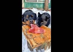 Enlace a Una pantera y un Rottweiler comparten carne como buenos amigos