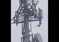 Enlace a Aves destruyen una antena 5G
