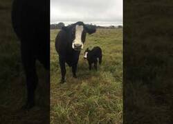 Enlace a Una vaca presenta a su cría ante una desconocida