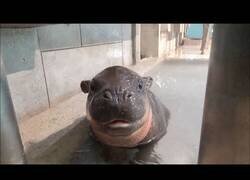 Enlace a Así es cuidar de una cría de hipopótamo