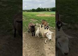 Enlace a Crías de cabras juegan a 'El Suelo es Lava' con ovejas