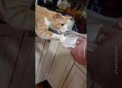 Enlace a El gato más hambriento del mundo: roba comida del plato y aterroriza a sus dueños mientras intentan cocinar