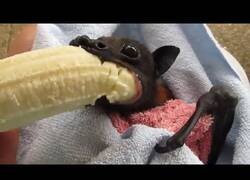Enlace a Un murciélago comiéndose un plátano