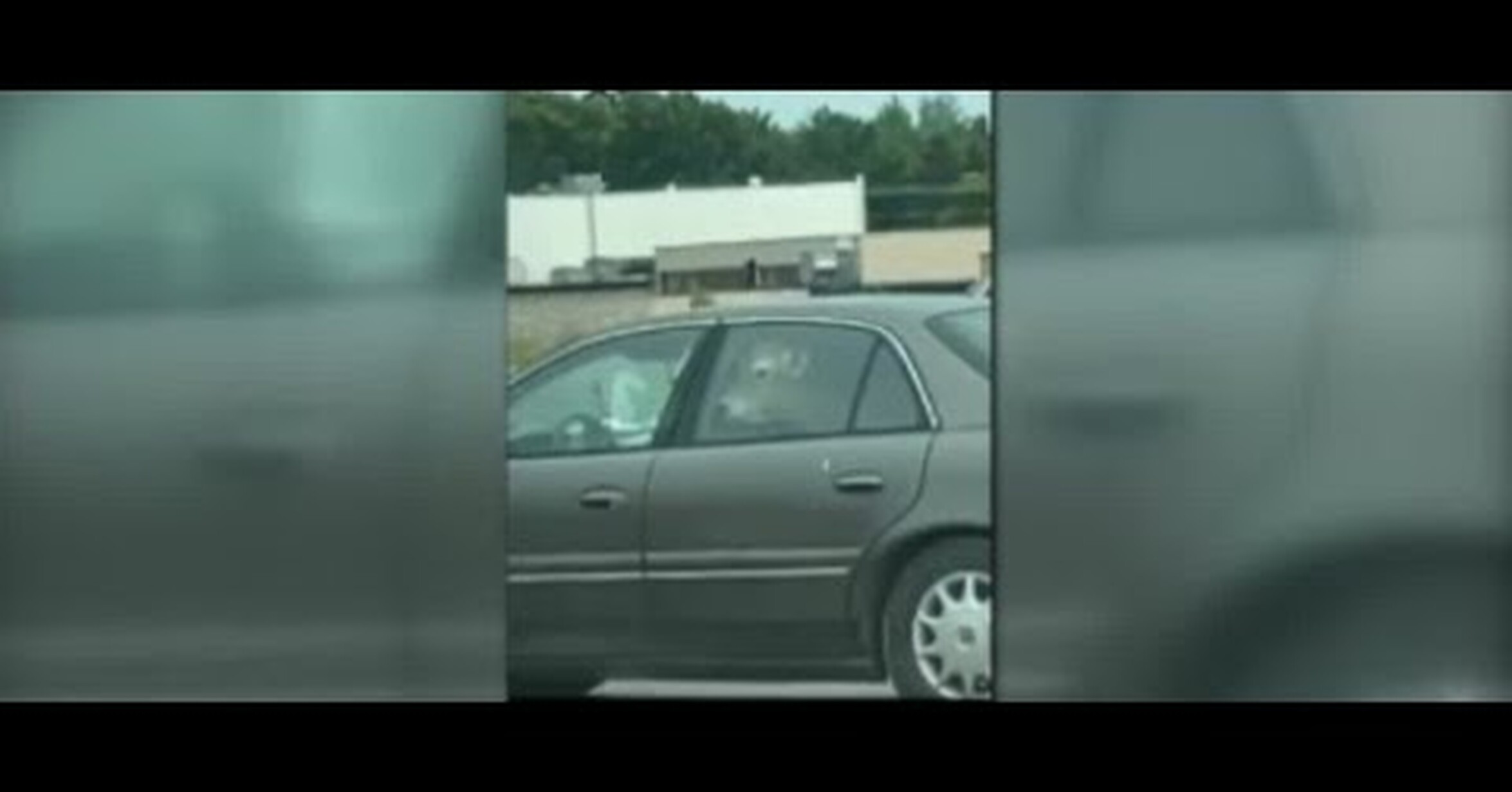 No Tengo Tele Graban A Una Vaca Dentro De Un Coche Esperando Para 