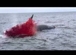 Enlace a Una ballena muerta explota en mitad del mar