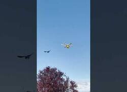 Enlace a Pájaros atacan a drones de entrega de paquetes en Australia