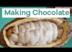 Enlace a Así se hace el chocolate desde la planta original del cacao