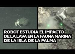 Enlace a Un robot analiza la fauna marina de la isla de la Palma tras la llegada de la lava al mar