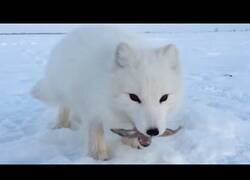 Enlace a Un zorro ártico le roba un pez a un hombre