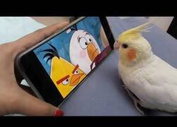 Enlace a Tan solo un pájaro viendo Angry Birds