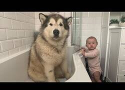 Enlace a Un bebé ayuda a bañar a un perro gigante