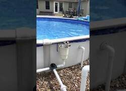 Enlace a Este perro sabe perfectamente como entrar y salir de su piscina