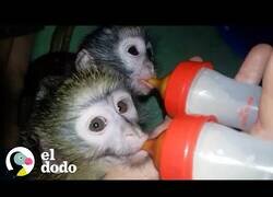 Enlace a La pareja que se dedica a rescatar monos verdes