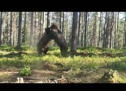 Enlace a Graban a dos osos peleando en Finlandia