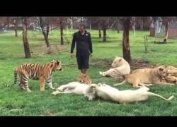 Enlace a Un tigre salva a un hombre del ataque de un leopardo
