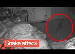 Enlace a Una serpiente ataca a una mujer mientras dormía
