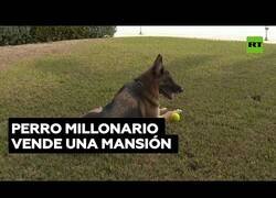 Enlace a El perro millonario que ha vendido una mansión