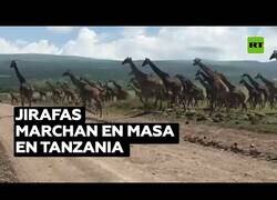 Enlace a Jirafas marchan en manada en Tanzania