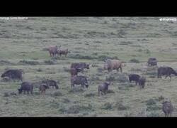 Enlace a El intenso enfrentamiento entre un bisonte y un rinoceronte