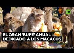 Enlace a Tailandia ofrece un gran buffet a los macacos