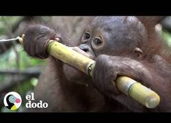 Enlace a Así explora el mundo por primera vez un bebé orangután