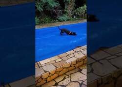 Enlace a Un perro juega en una piscina cubierta
