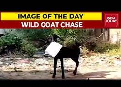 Enlace a Una cabra entra en un edificio del gobierno indio y sale con documentación